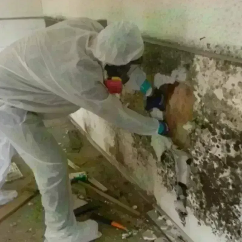 Mold Remediation and Removal in Olmsted Falls, OH